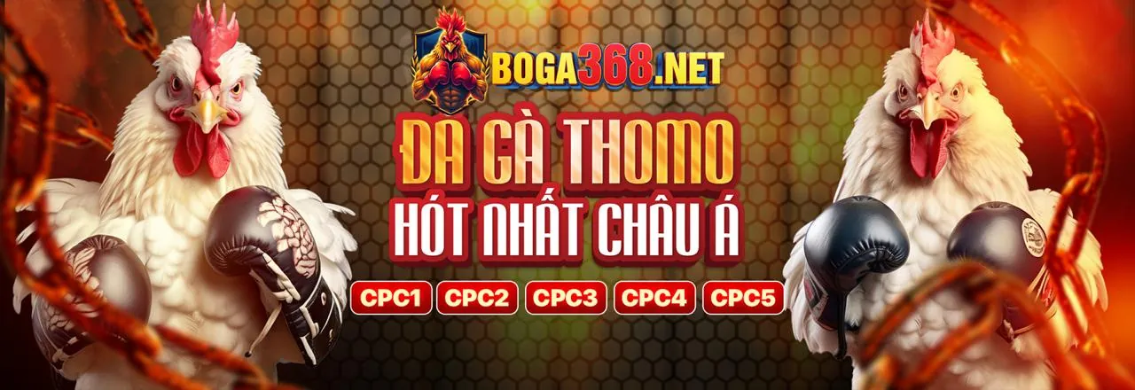 Đá gà trực tuyến kịch tính tại tv8805